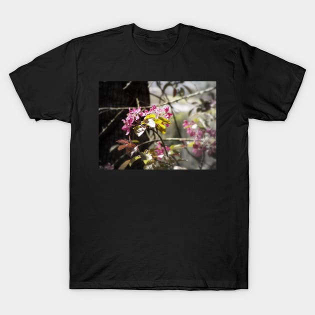 red Malus 'Radiant' crab apple blossoms #4 T-Shirt by DlmtleArt